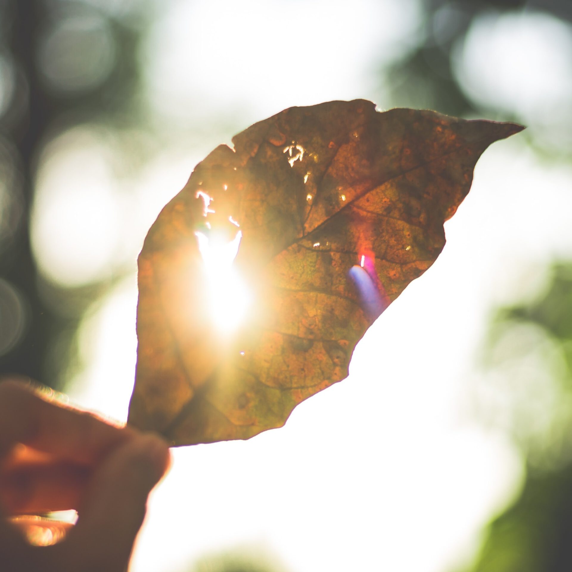 Blatt spendet Schatten gegen Hitze